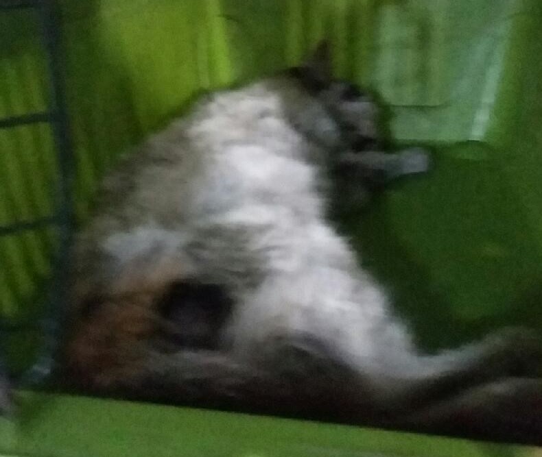 종료(자연사) 한국…